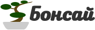 Бонсай